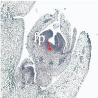 img example