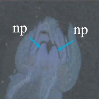img example