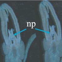img example