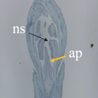 img example