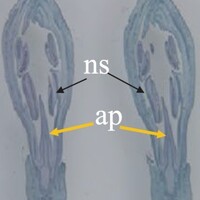 img example