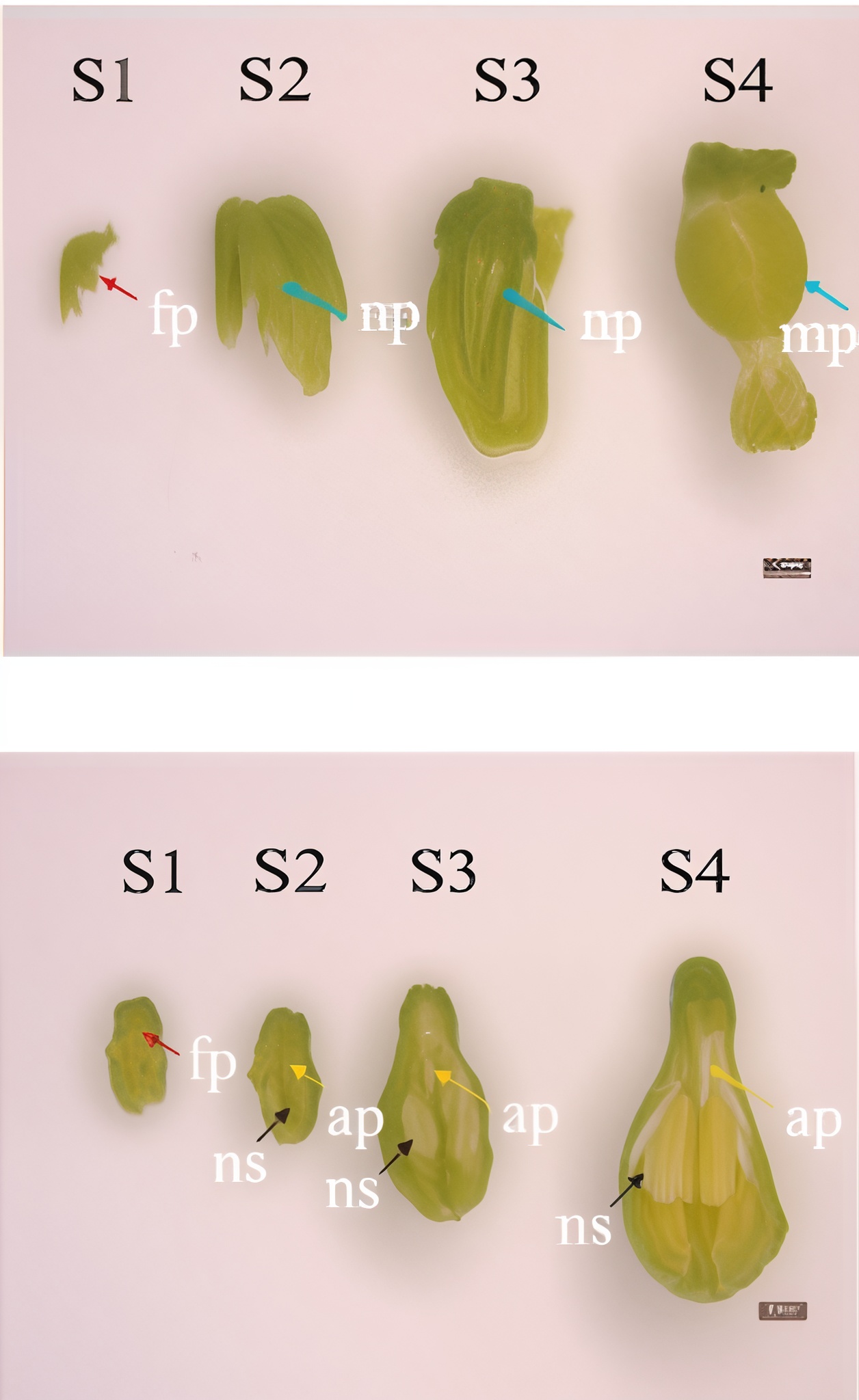 img example
